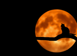 7 HELPFUL TIPS  CATS AND FIREWORKS